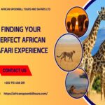 african safari tours