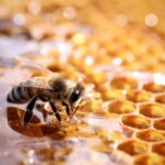 Sundarban Honey Online Shopping