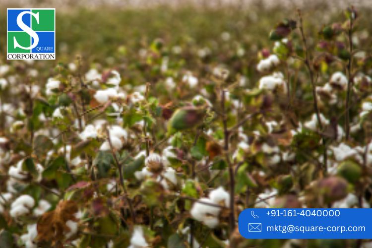 Cotton Yarn Manufacturer