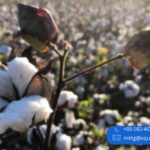 Organic Fabric Manufacturers in India