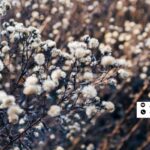 Organic Cotton Fabric Manufacturers in India