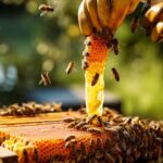 Sundarban Honey Buy Online